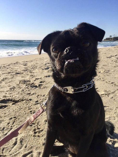 Best Newport Beach Dog Walker